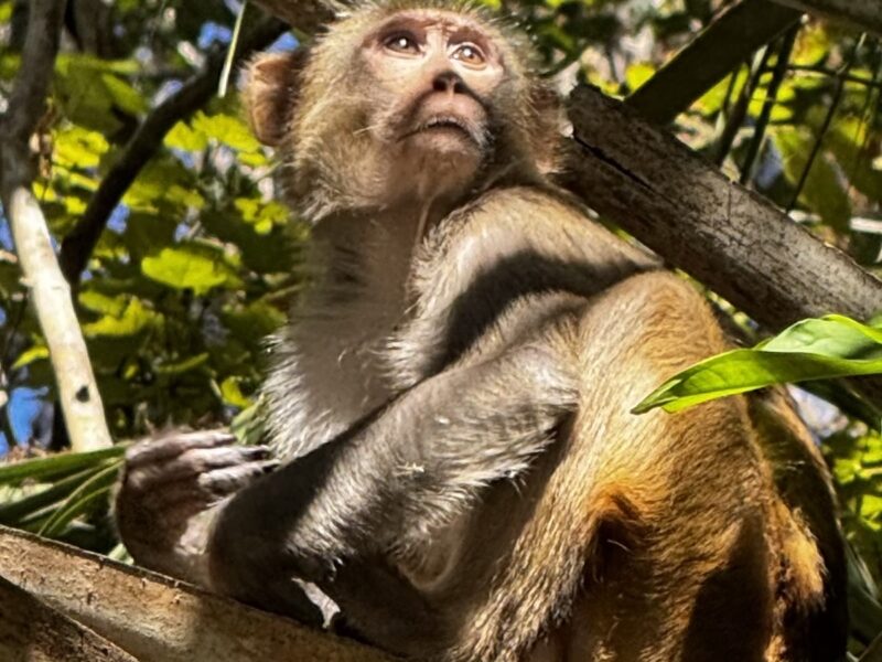 Monkey business at Silver Springs State Park