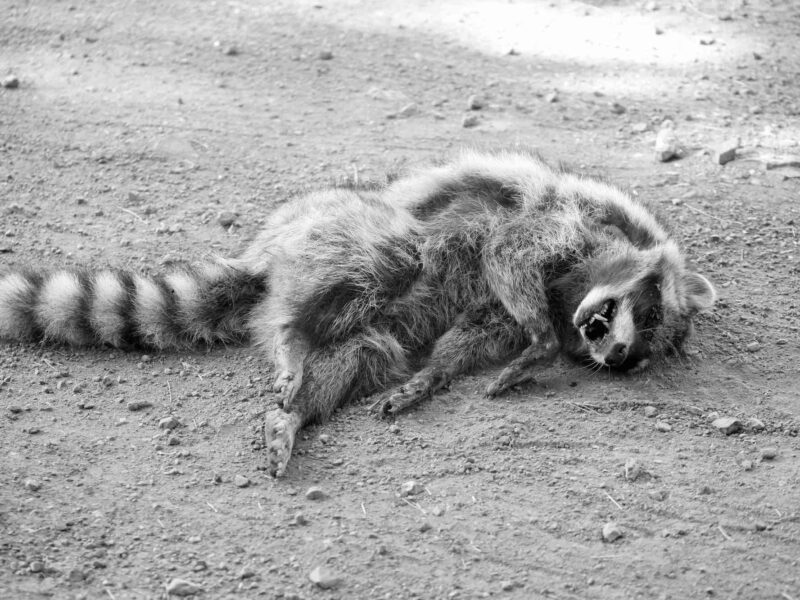 Raccoon with rabies lying on ground