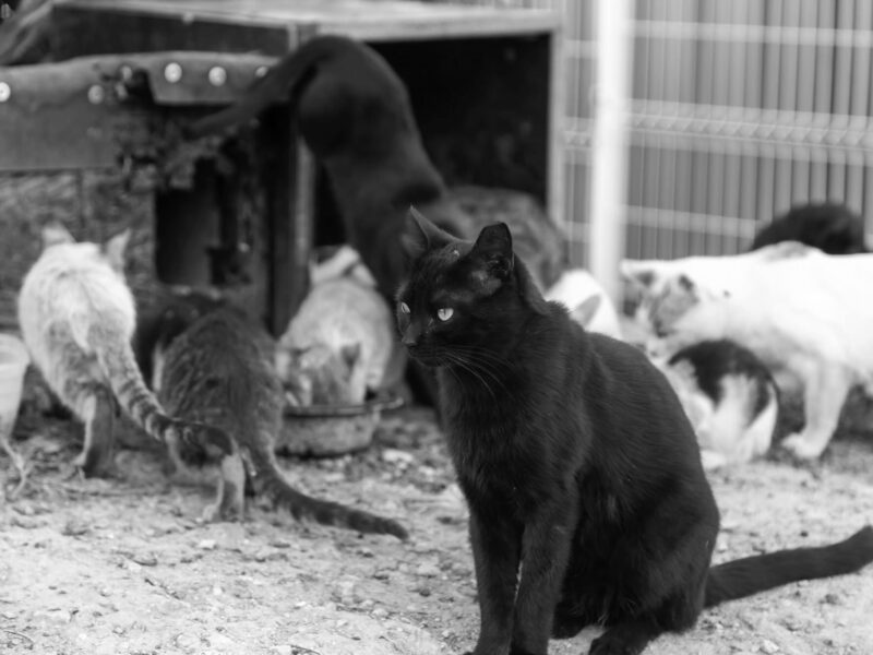 Feral cat colony in black and white