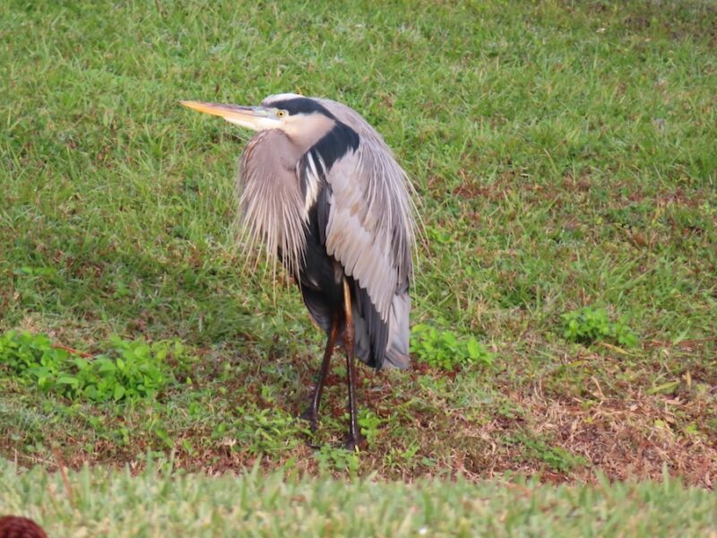 Great blue heron resting in Silver Springs Shores