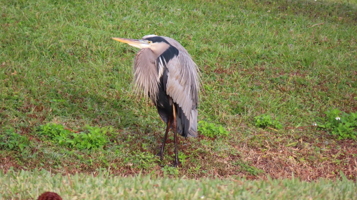 Great blue heron resting in Silver Springs Shores Great blue heron resting in Silver Springs Shores