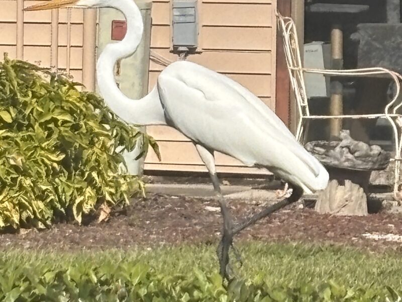 Great egret walking on hedge in Ocala