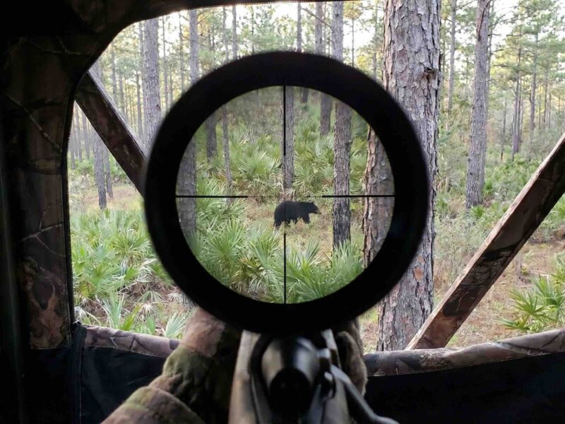 Hunter staring at black bear through scope in Florida woods