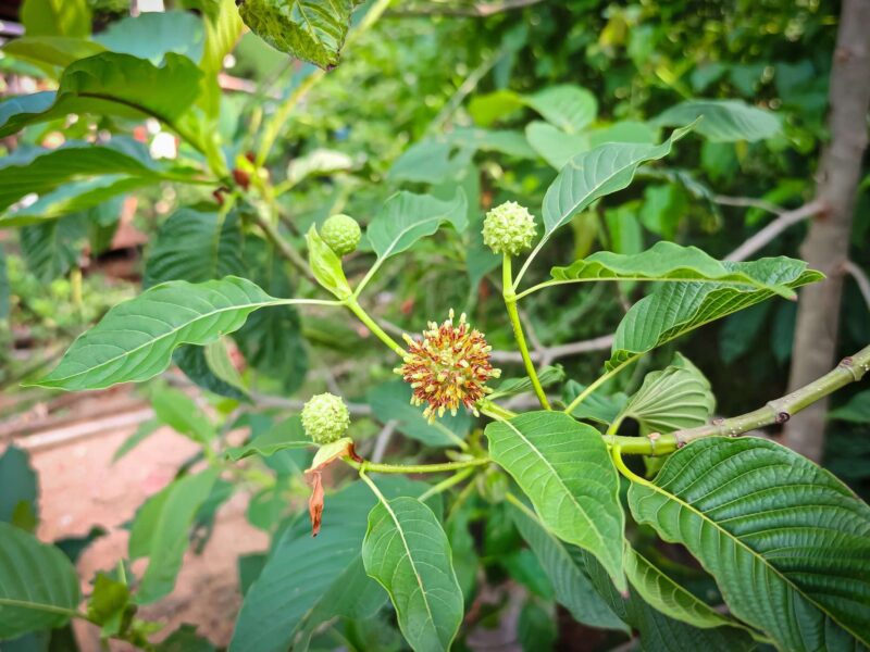 Kratom plant