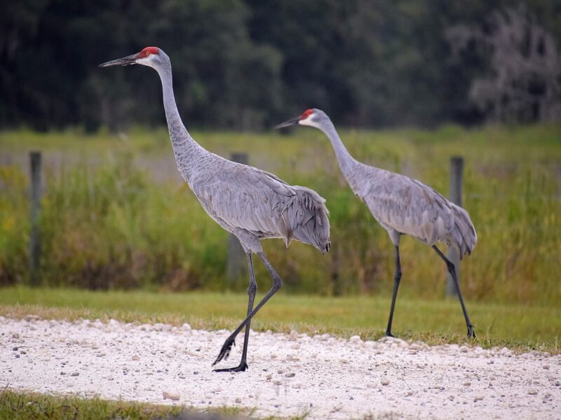 Pair of sandhill cranes on Pruitt Trailhead in Dunnellon