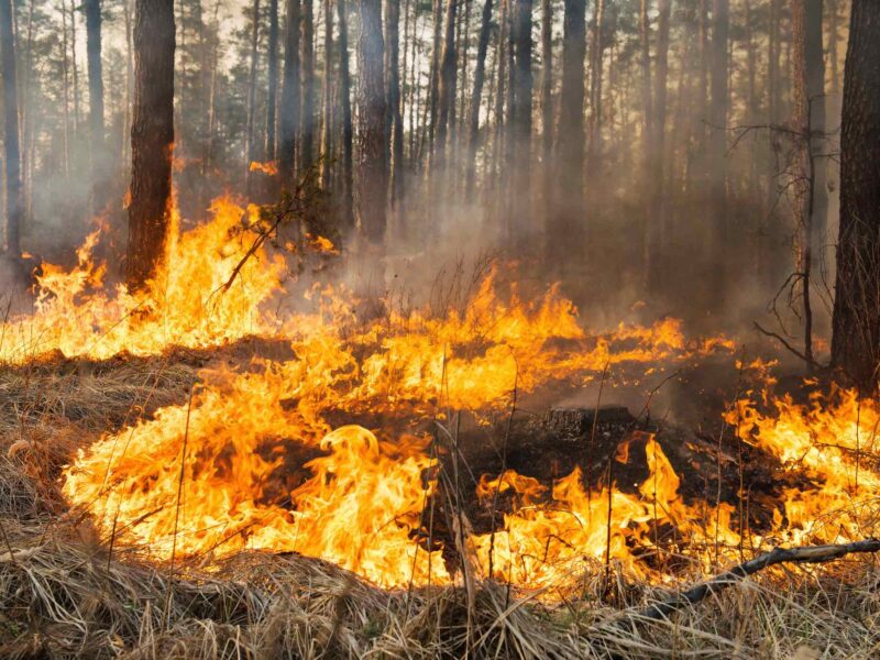 Prescribed burn flames in the forest