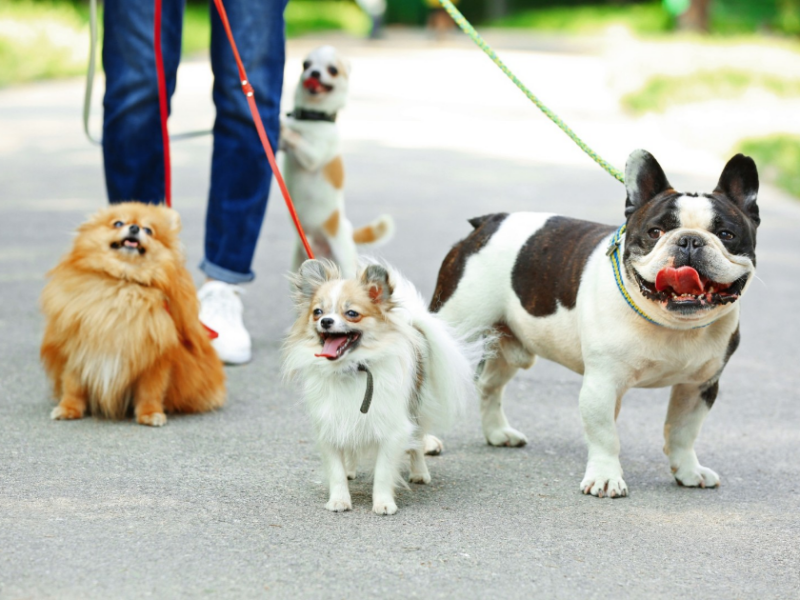 Dog Walk