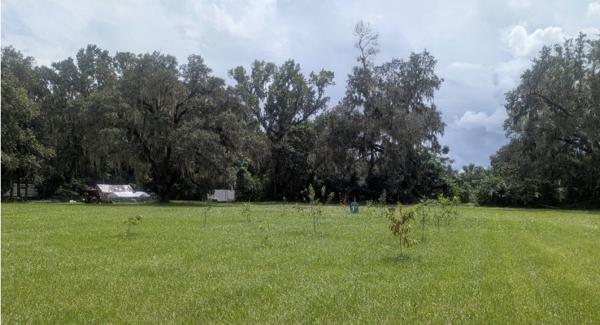 An existing orchard at the property at 7600 S Magnolia Avenue in Ocala