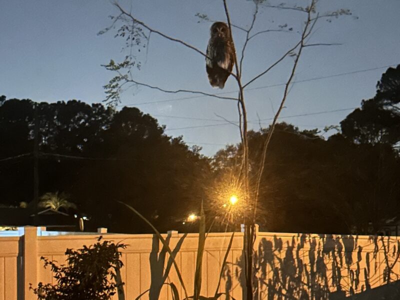 Barred owl visiting Ocala backyard at sunset