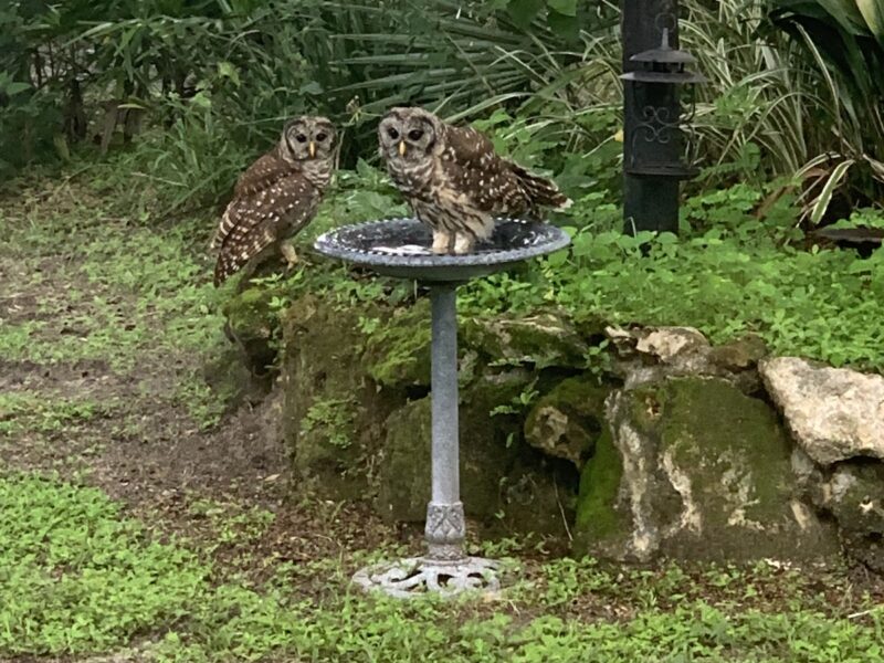 Barred owls living in Marion County backyard