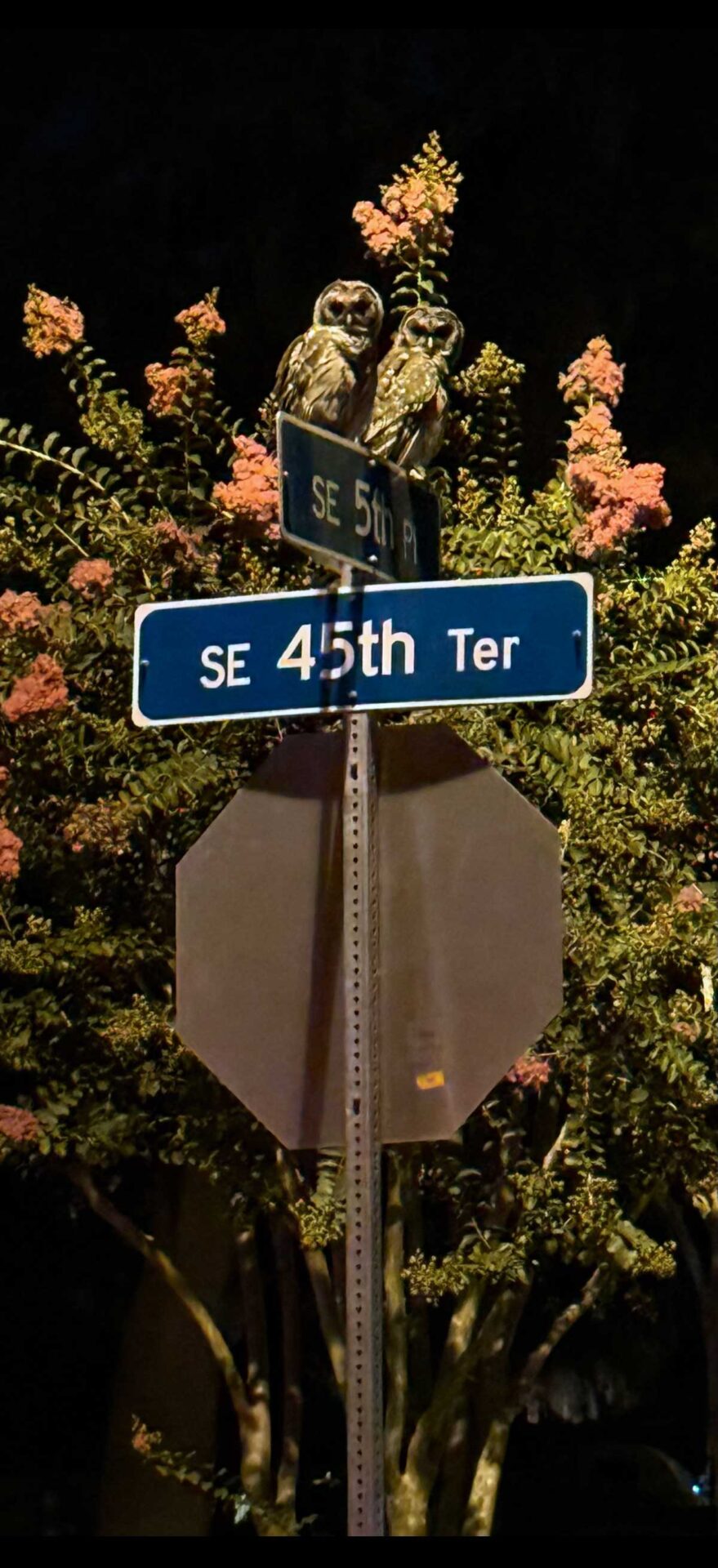 Barred owls perched on street sign in Ocala neighborhood Barred owls perched on street sign in Ocala neighborhood