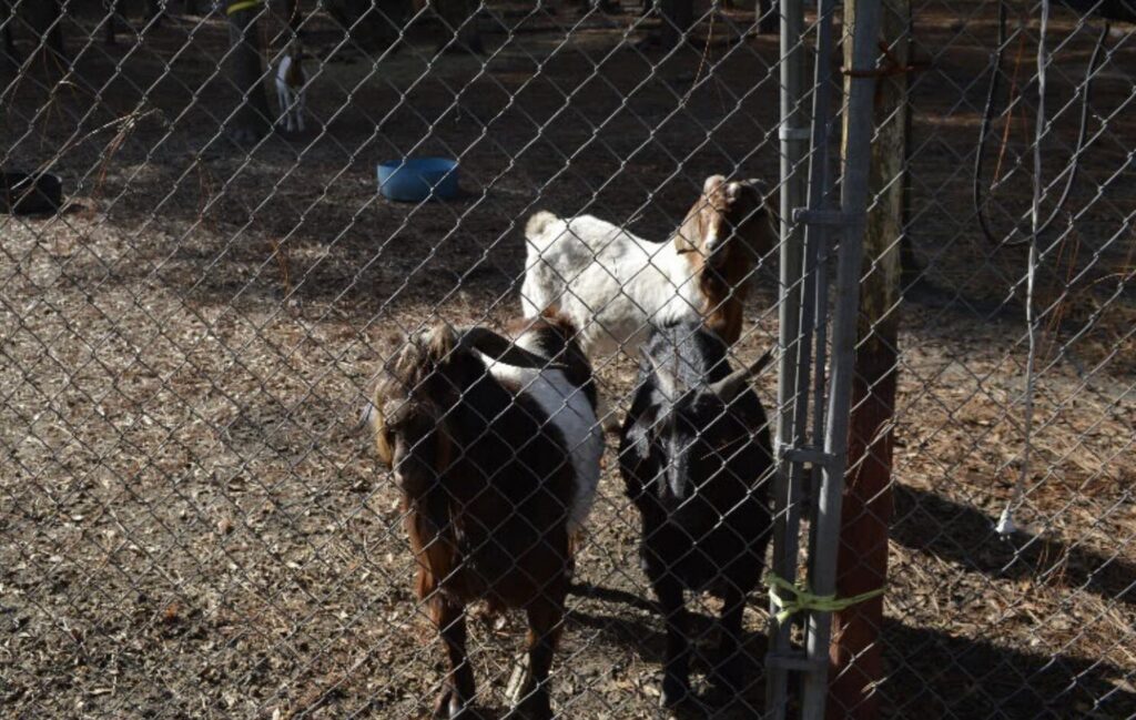 Marion County homeowners are asking permission to keep four. goats at their property in Dunnellon.