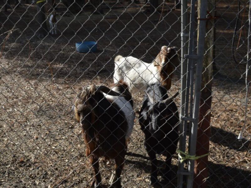 Marion County homeowners are asking permission to keep four. goats at their property in Dunnellon.
