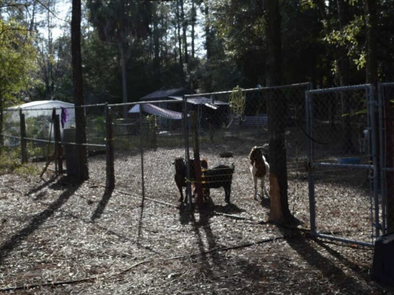 A Dunnellon homeowner was granted permission to keep four emotional support goats at her property.