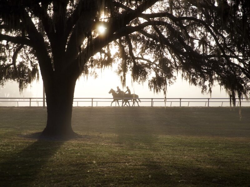 Horses and riders in the morning fog in Reddick