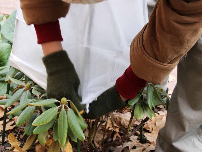 Individual covering plant with sheet to protect against freeze