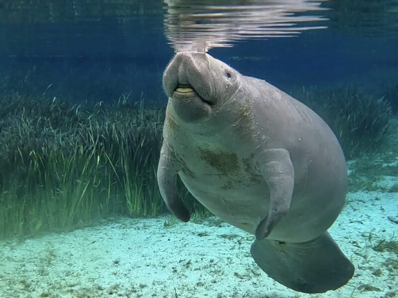 Manatee of Silver Springs