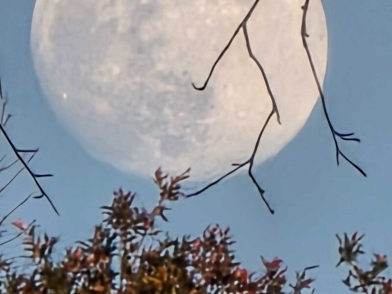 New Year s moon over Ocala’s Glynwood neighborhood