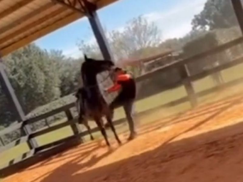 A horse trainer, identified by law enforcement as Benito Cotto Colon, kicking a horse