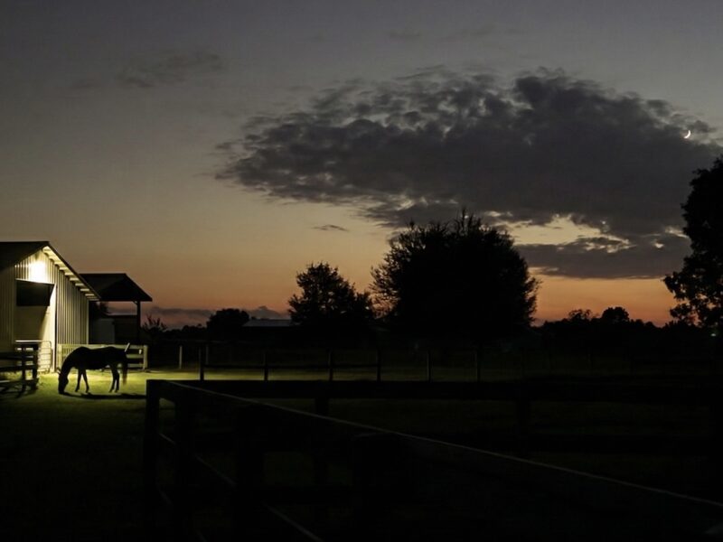 Quiet evening on horse pasture near Morriston
