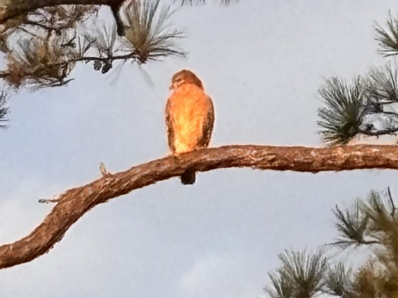 Red-shouldered hawk high up in Ocala tree