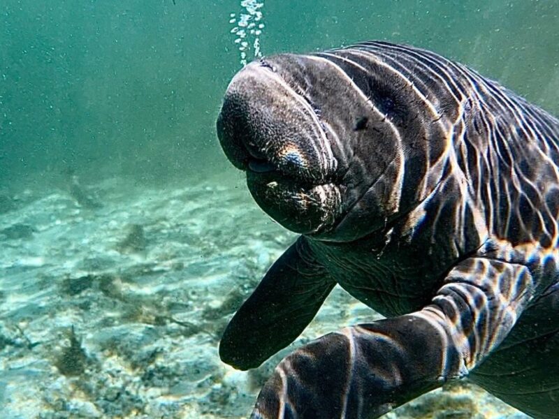 Baby manatee swimming in the Silver River