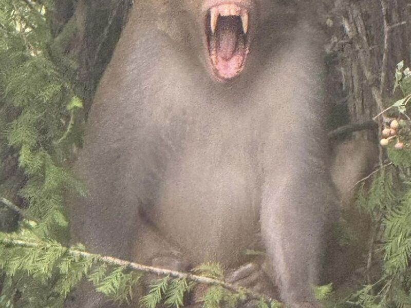 Dominant rhesus macaque at Silver Springs State Park