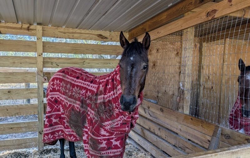 A Marion County couple is asking for permission to keep two horses on their 1.29-acre property.