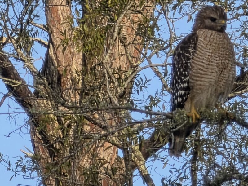 Red-shouldered hawk in SE Ocala tree