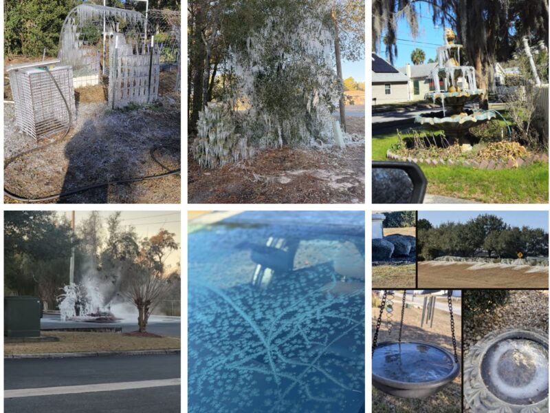 The freeze in Ocala and Marion County