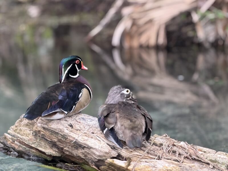 Wood ducks on the Silver River
