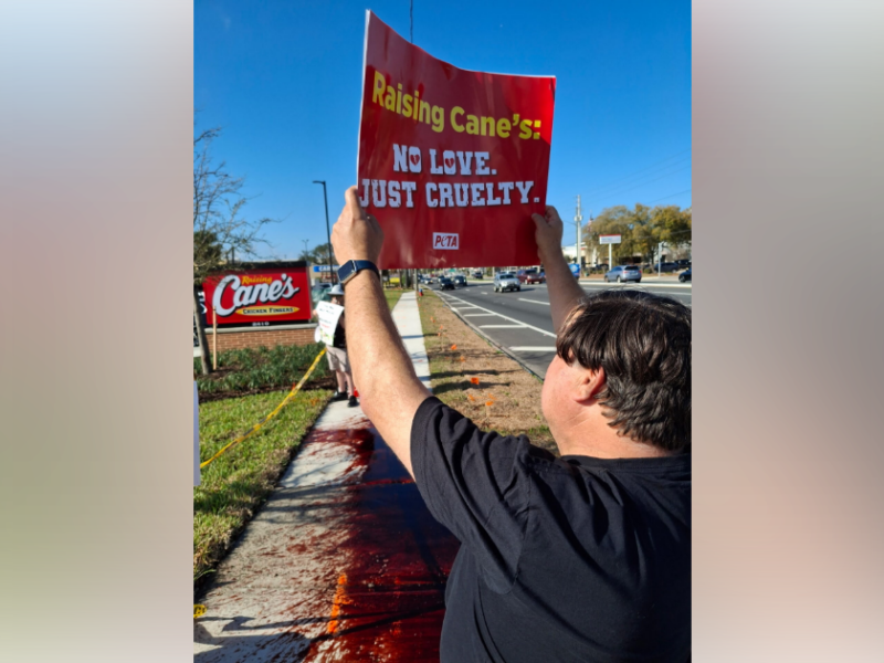 A protestor holds a sign out of Raising Cane's during its grand opening in Ocala on March 3, 2026.
