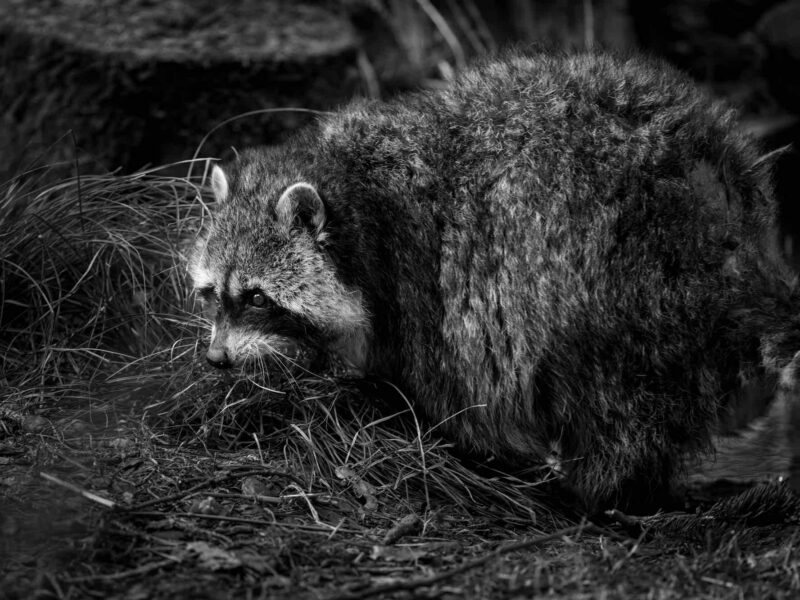 A raccoon that didn t have rabies
