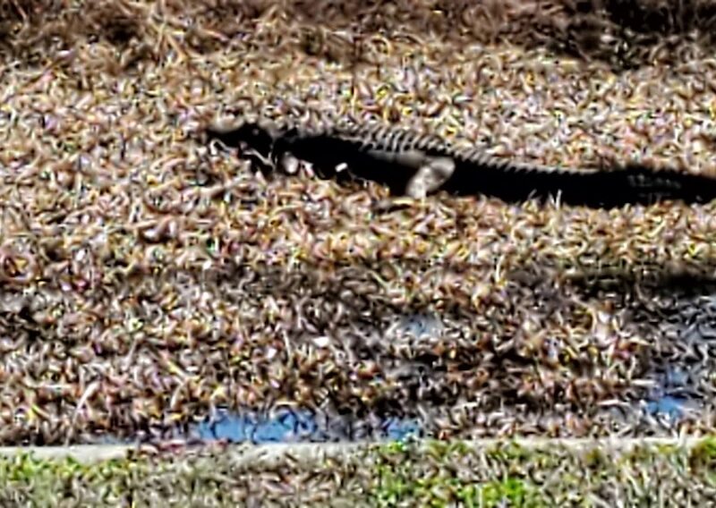 Alligator catching sun at Paynes Prairie Preserve State Park