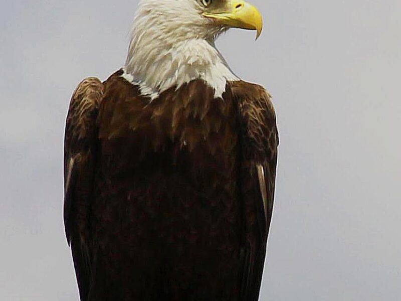 American bald eagle at Stone Creek in Ocala