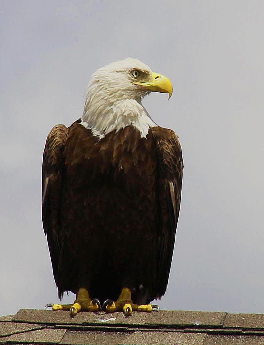 American bald eagle at Stone Creek in Ocala American bald eagle at Stone Creek in Ocala