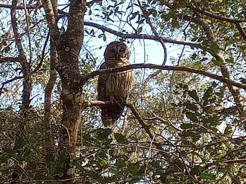 Barred owl at Ross Prairie State Forest