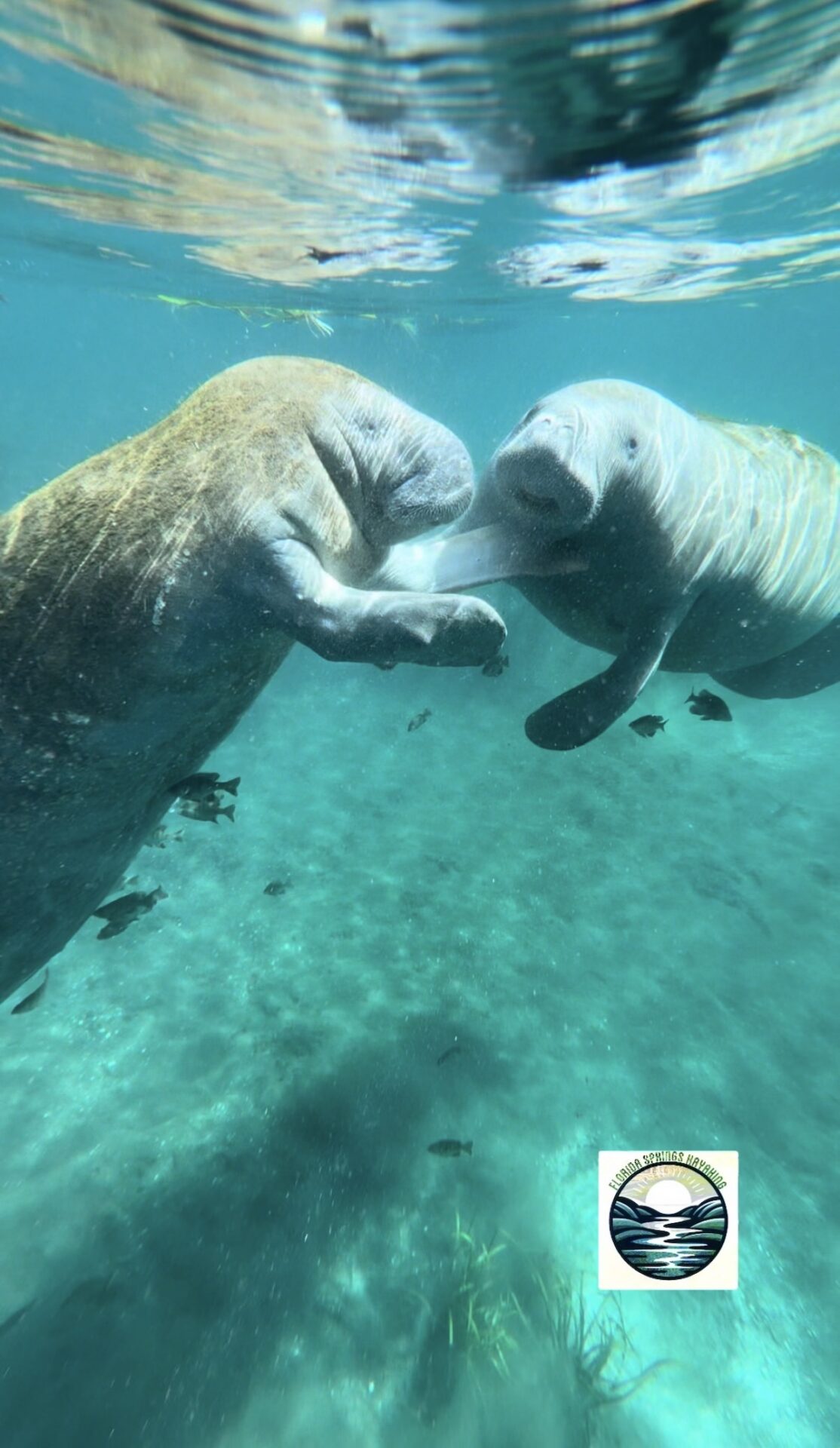 Manatees share tender moment in Silver River Manatees share tender moment in Silver River