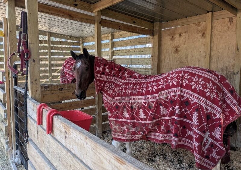 One of the horses at the property