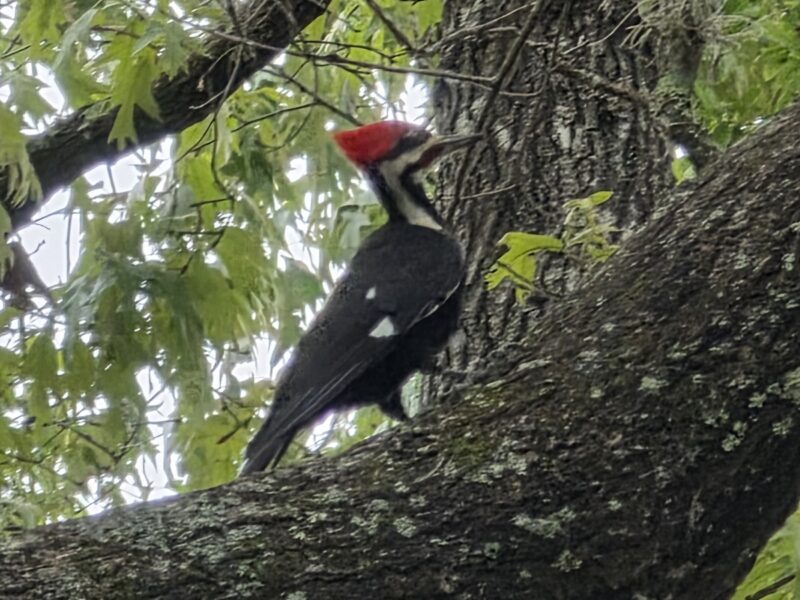 Pileated woodpecker perched in tree at Baseline Trailhead Park