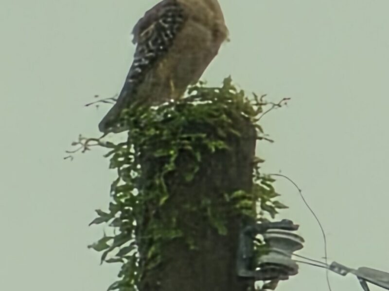 Red-shouldered hawk at Fort King National Historic Landmark