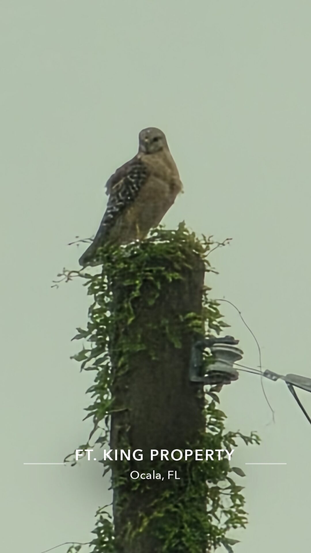 Red-shouldered hawk at Fort King National Historic Landmark Red-shouldered hawk at Fort King National Historic Landmark
