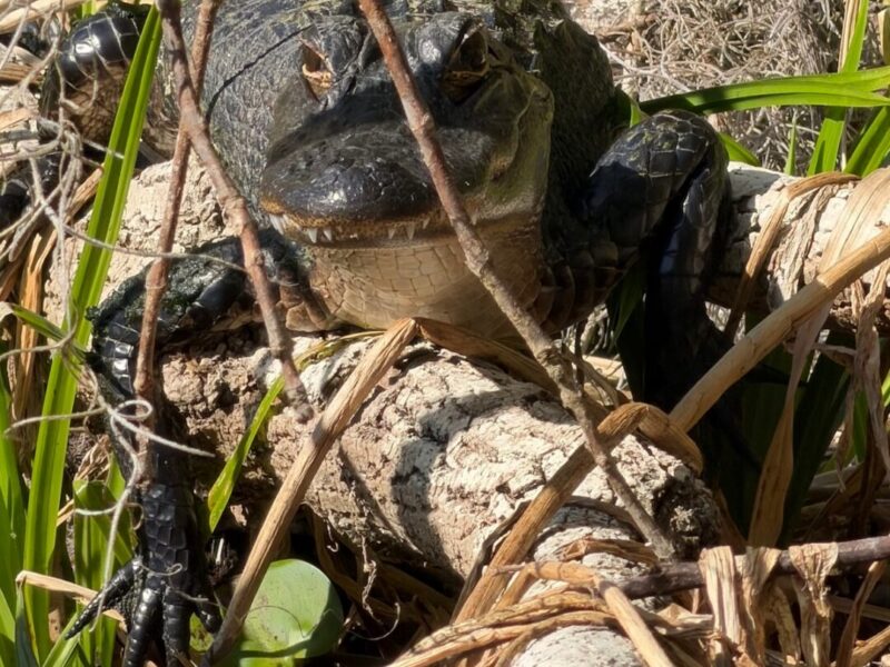 Swamp puppy on the Silver River