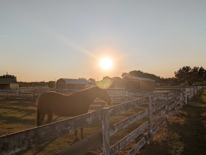 A horse in a paddock in Marion County in November 2025