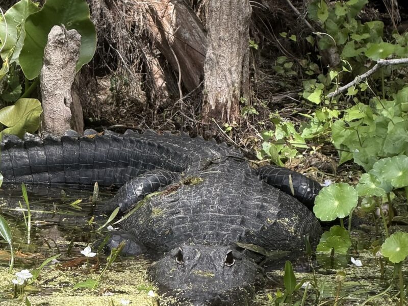 Alligator lurks just beneath the surface at Silver Springs State Park