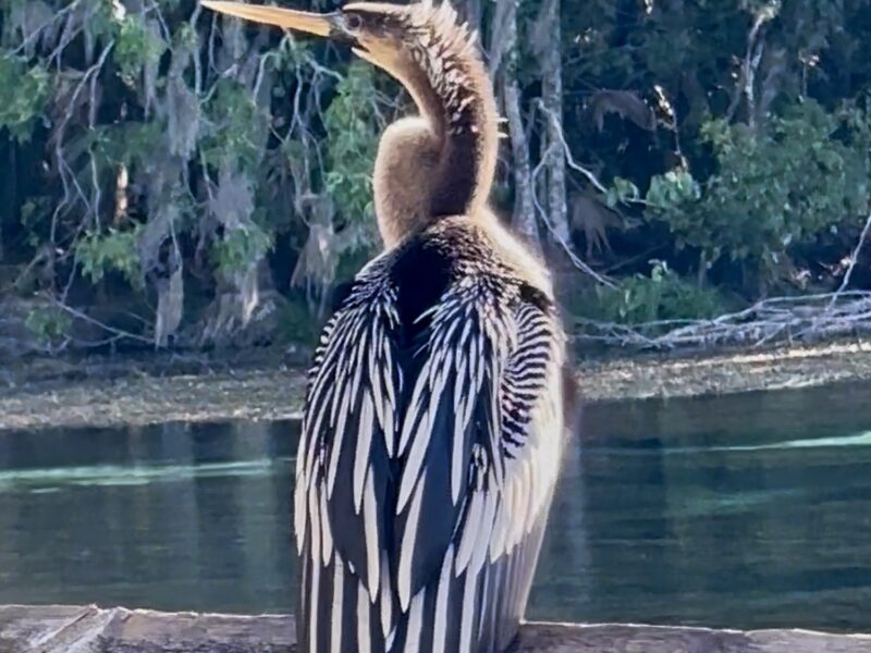 Anhinga dries wings at Silver Springs State Park