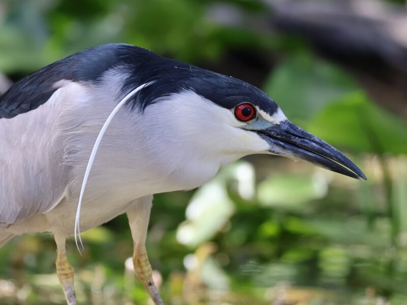 Black-crowned night heron keeps watch at Silver Springs
