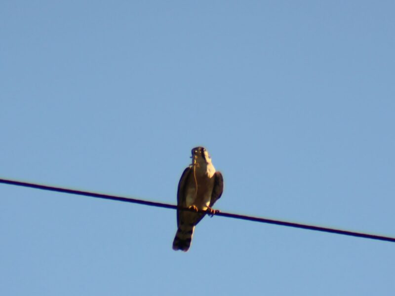 Female American kestrel spotted with lizard prey in NE Ocala