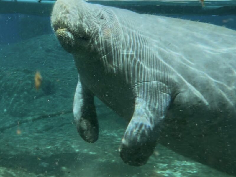 Gentle manatee glides through Silver Springs
