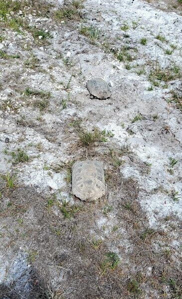 Gopher tortoises spotted during mating season at Price’s Scrub State Park